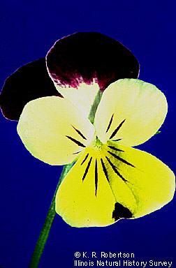 05- Viola tricolor.jpg